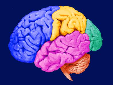 Evidence from Neuroscience People who play