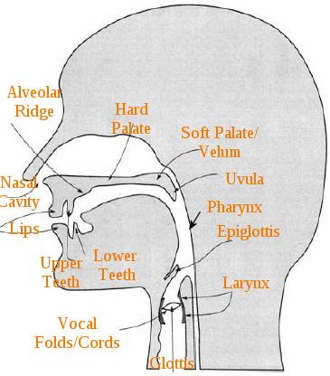The Vocal Organs: Place of Articulation Ladefoged