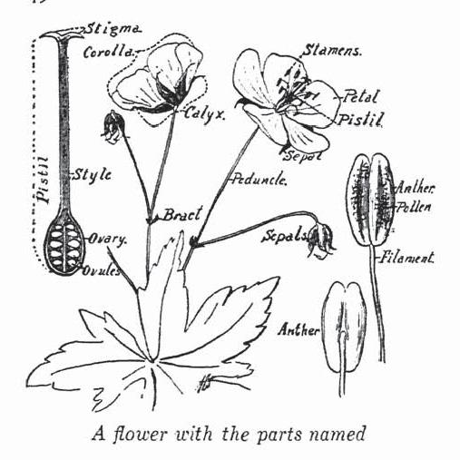 Intro to Science Week 26 Topic: Flowers Main Idea: Flowers are the reproductive part of a plant Introducing the Topic: Have a flower out on a plate on the table in front of you (make sure it s one