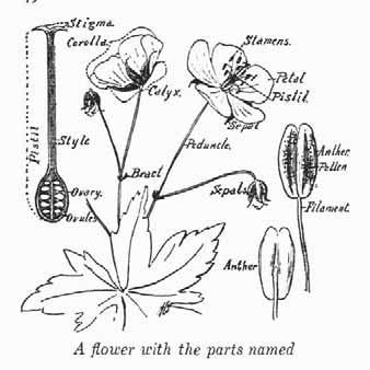 Flowers Flowers are the reproductive part of a plant Introducing the Topic: Have a flower out on a plate on the table in front of you (make sure it s one that has a full flower and a bud, but not a