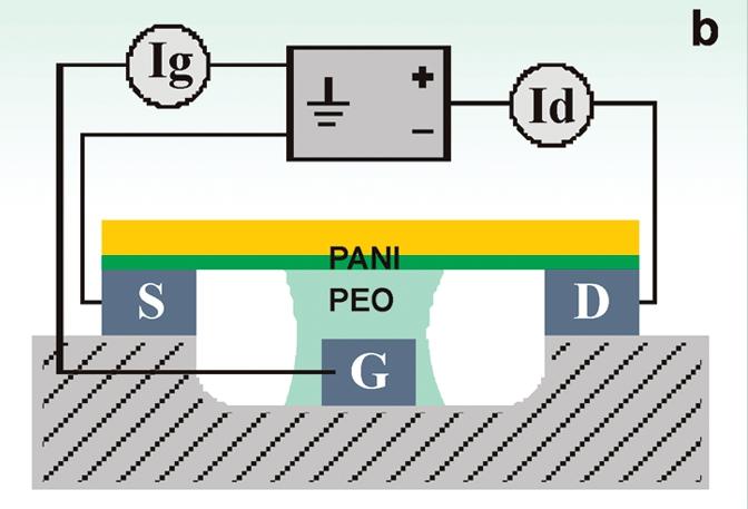Figure 5: Organic (polymeric) Memristor: the active channel is formed by PANI on top of a support and two electrodes.