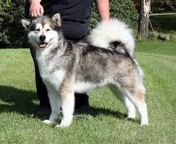 Siberian husky Eskimo dog Example