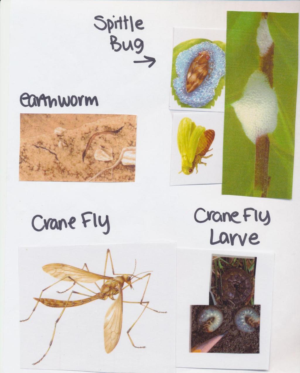 Print, cut and laminate to make bug identification cards.