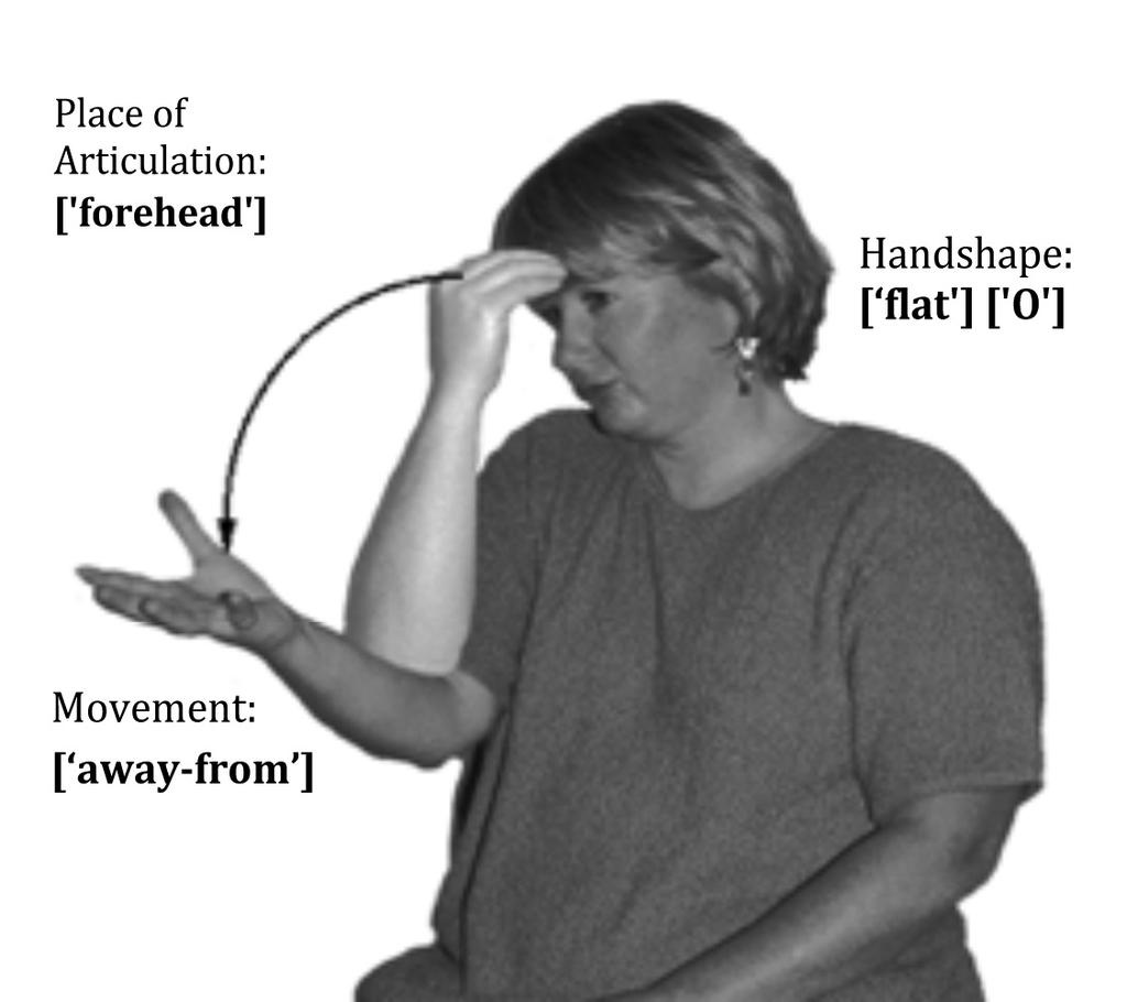 Sign Language Phonology INTRODUCTION Every language has a phonological grammar that accomplishes fundamental tasks that organize the forms within it, and all native users of a signed or a spoken