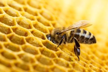 It is like a straw that sucks the nectar out of the flower. Then they store the nectar in their throat. Bees take the nectar back to their hive. They turn it into honey. 3 Bees have another job.