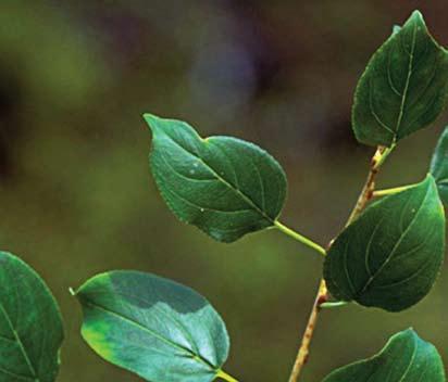 The Invasive Plant Species Education Guide such as the city s Department of Parks and Recreation, a National Resource Conservation Service office, or a university extension agency.