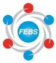 The vision of FEBS A competitive Europe - Europe as the nest and preferred choice/environment for