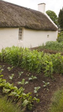 Activity 1: Smallholding and Kailyard Learn about the crops grown on the farm at Burns Cottage and what food they were used for - Improve knowledge of life on an eighteenth century farm - Increase