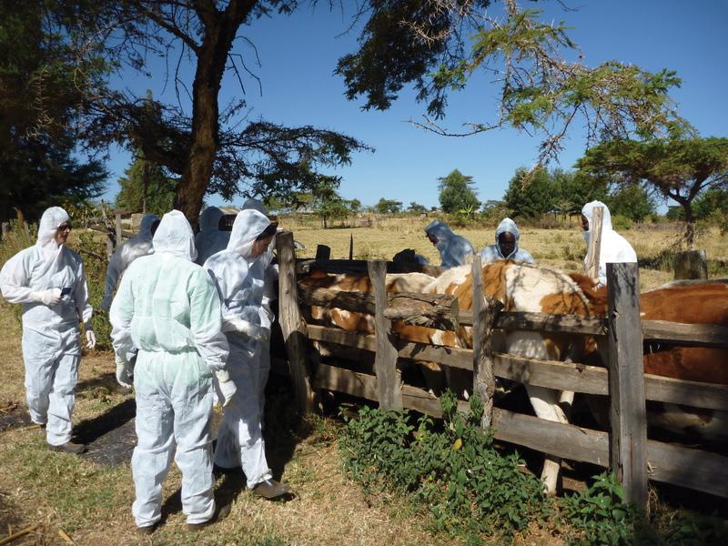 EuFMD TRAINING EuFMD TRAINING More than 600 veterinarians and 50 countries have benefitted from our training courses since the establishment of the programme in 2009 Real Time Training: field