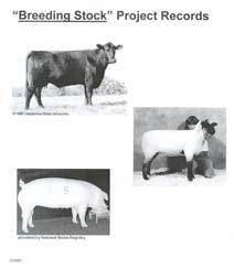 For the livestock projects records the following needs to be included: Summary Sheet Project Story/List/Outline - Explaining what you did and learned, any problems you had & how you solved them,