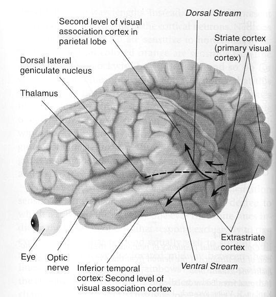 where the object is located and whether it is moving. Occipital-parietal pathway.