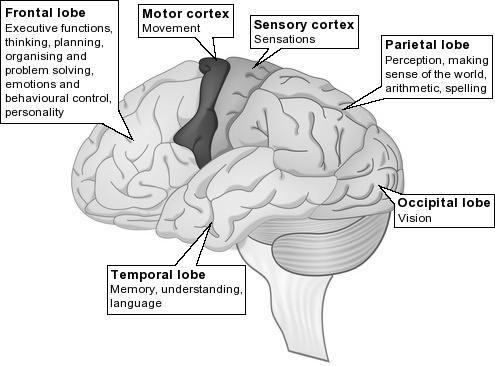 OUTLINE Visual Cortex Neuroanatomy Striate visual cortex Extrastriate cortex Dorsal and ventral streams Ventral Stream Damage