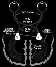 9 OUTLINE Neuroanatomy of the visual cortex Striate visual cortex Extrastriate cortex Dorsal and ventral streams Ventral Stream