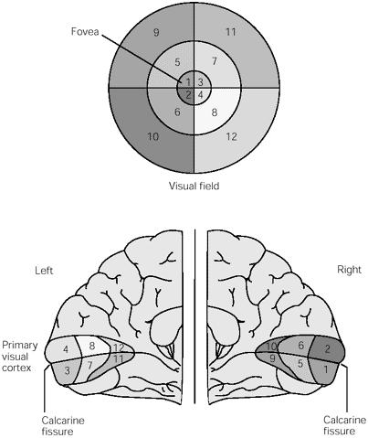 VISUAL CORTEX WITHIN THE OCCIPITAL LOBE The striate cortex is indicated in red.