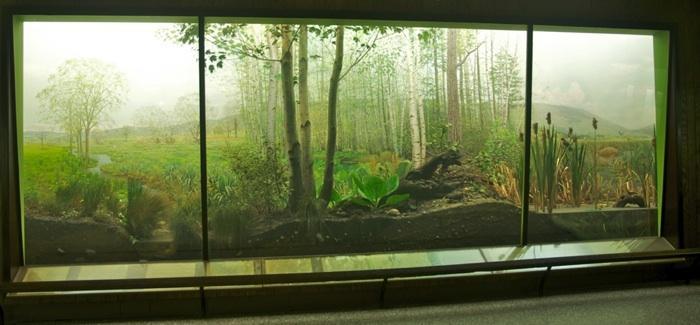 We go into the Museum to engage in ecosystem concepts In the diorama identify abiotic (non-living) and biotic components Using arrows,