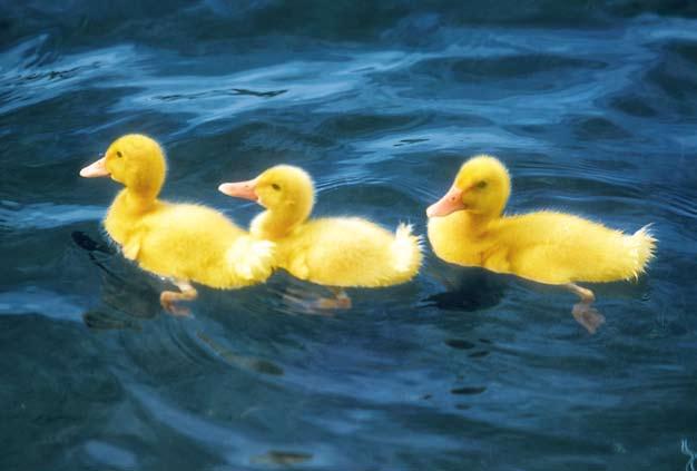 Three ducks swim in a big pond.