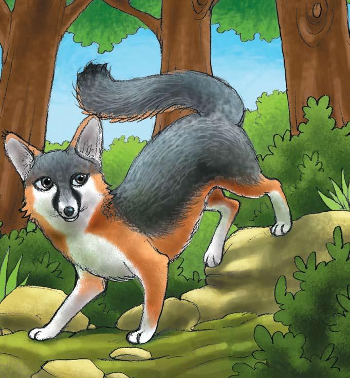 46 A gray fox can live in the woods.