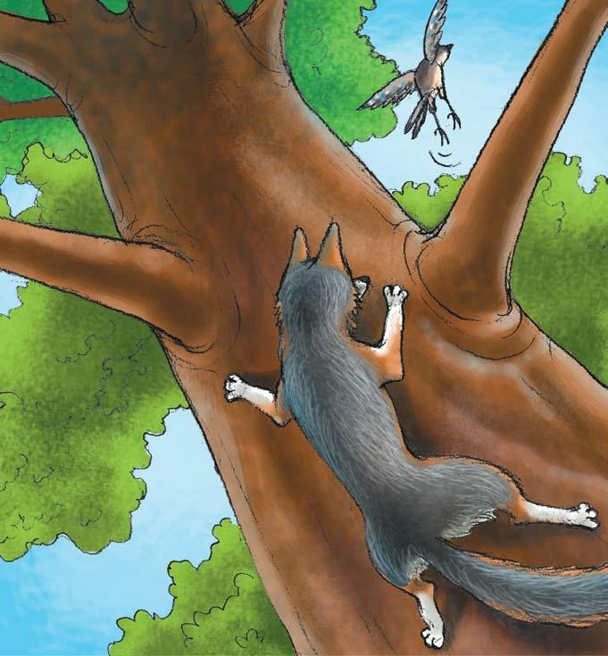 Gray foxes can climb trees. Then they can look for food.
