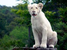 Butterfly Lion Text B White Lions White lions are considered by some to be a different species of lion. Others consider them to be a genetic variant.