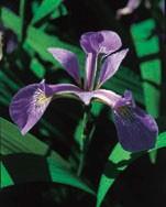 Classifying iris flowers Sepal length Sepal width Petal length Petal width Type 1 5.1 3.5 1.4 0.2 Iris setosa 2 4.9 3.0 1.4 0.2 Iris setosa 51 7.0 3.2 4.7 1.4 Iris versicolor 52 6.4 3.