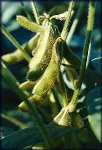 Soybean classification Environment Seed Fruit Leaf Stem Root Diagnosis Attribute Time of occurrence Precipitation Condition Mold growth Condition of fruit pods Fruit spots Condition Leaf