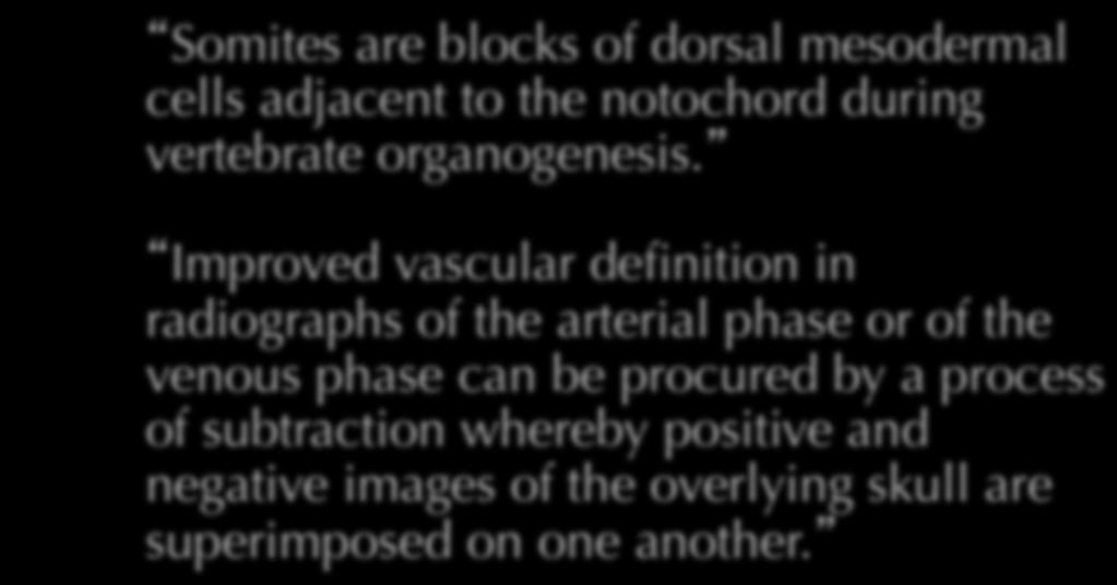 400+ page textbook Somites are blocks of dorsal mesodermal cells adjacent to the notochord during vertebrate organogenesis.