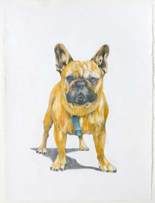 French Bulldog $1,750