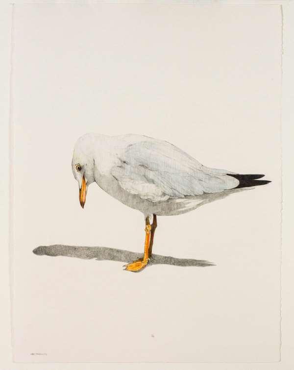 Seagull Looking at its Shadow $1,750