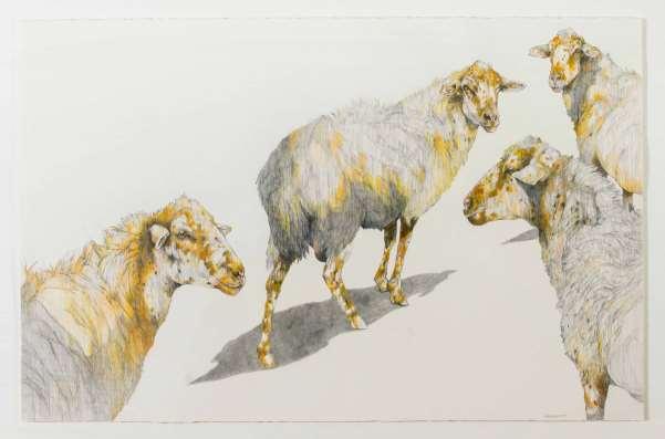 Counting Sheep $2,500 Pencil on