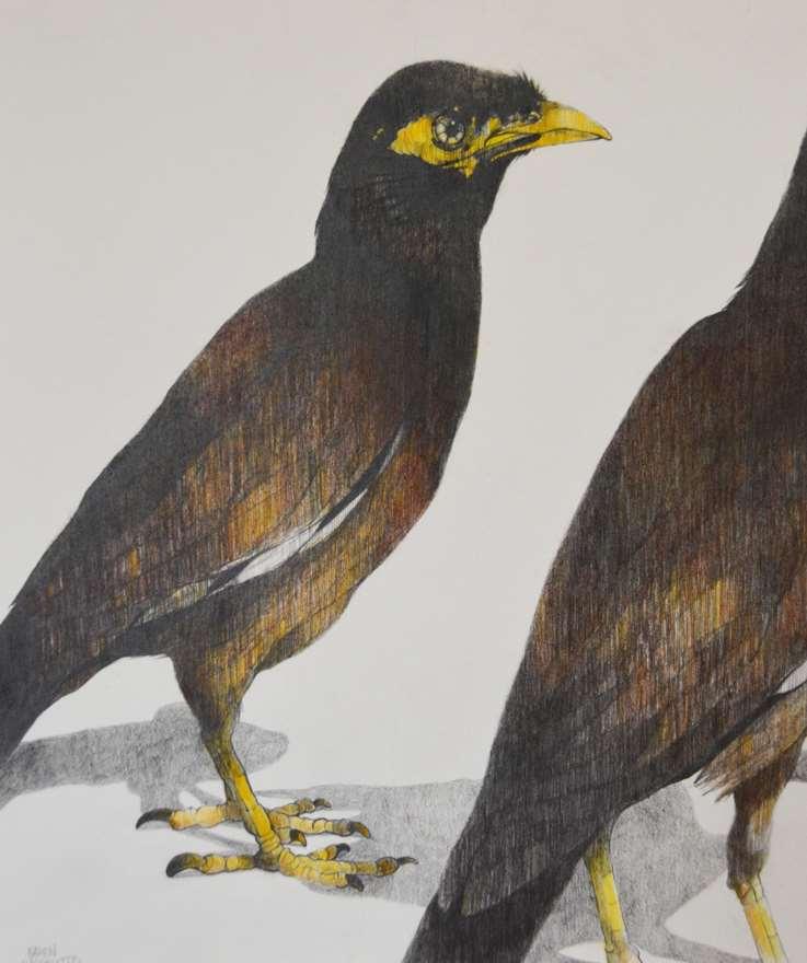 Indian Myna Birds of Bondi Beach #1 $950
