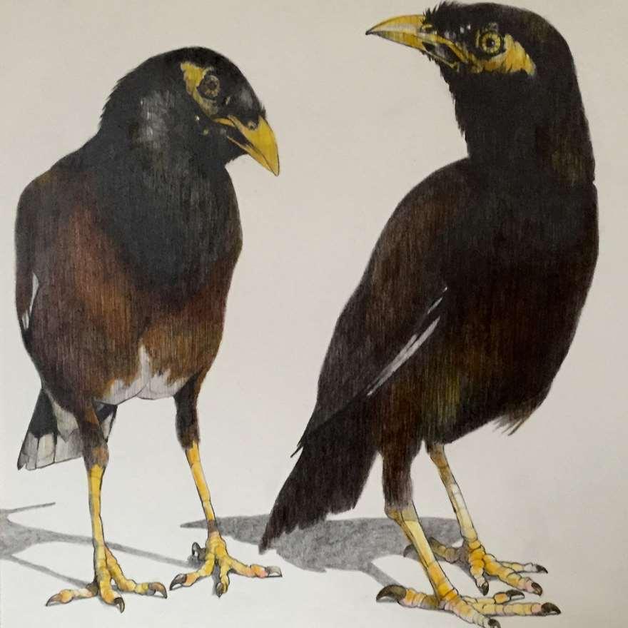 Indian Myna Birds of Bondi Beach #2 $950