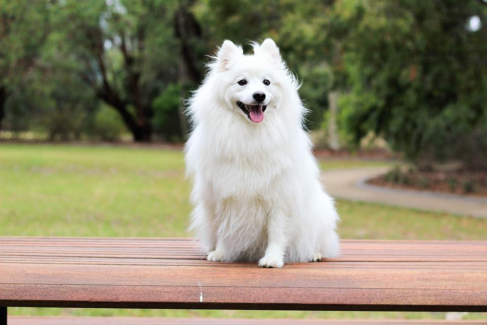 Example: Teaching a dog a trick How can we teach a Fluffy a trick? Give Fluffy treats!