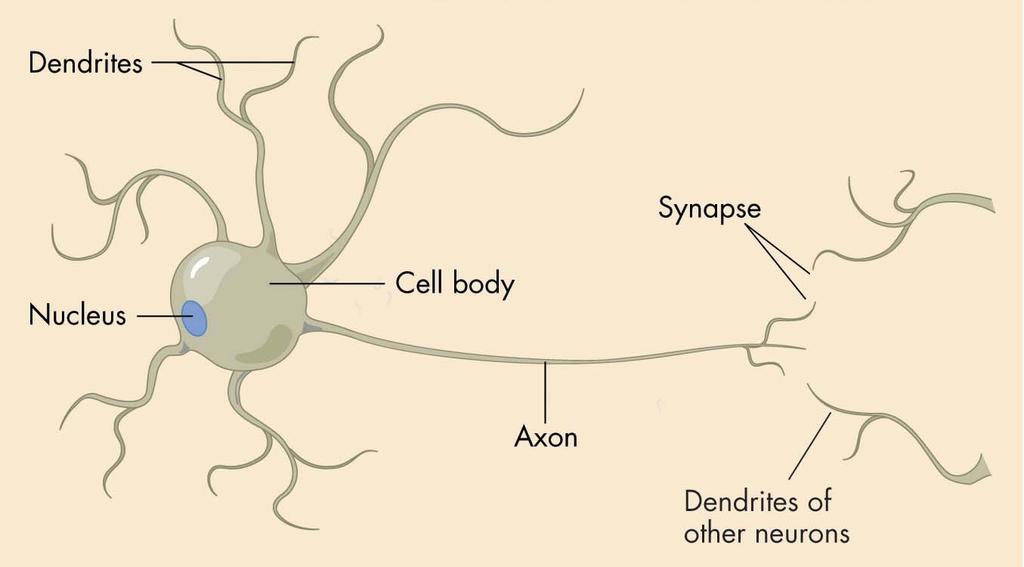 Recognition Tasks A neuron is a cell in the human brain, capable of: Receiving stimuli from other
