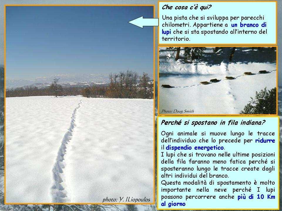Phase 3 (Activity 6 and 7) Title: Approaching of wolves following their tracks in snow Aim: In the third phase the students are introduced to the basic concepts related to wolf biology and ecology,
