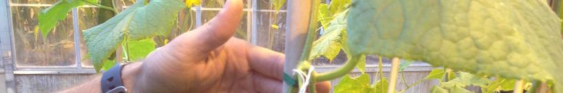 I m trying to Axel Ramirez-Madera (Plant Breeding & Plant Genetics) in Walnut Street Greenhouse