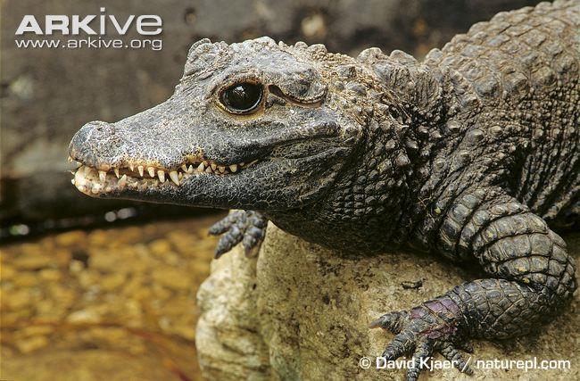 Crocodile or Alligator?