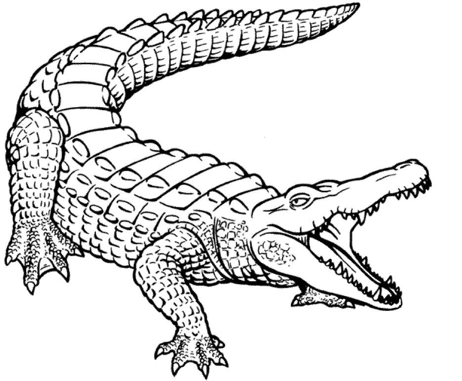 Adaptations Label the crocodile below with all