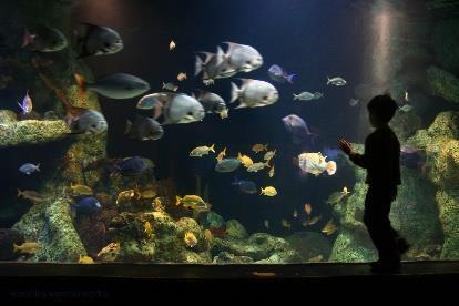 Fun Activities in the Tulsa Area Oklahoma Aquarium minimum of 20 tickets for a