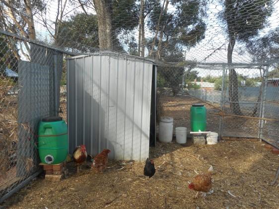 They have added proper feeders and water dispensers and this wouldn t have been possible without Amanda (Issy s Mum) who made the dispensers. Their long term goal is to renovate the whole shed.