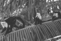 tropical rainforest capuchin monkeys toucan Reflect on Strategies: What words did writer Sally Morgan use that helped you visualize?