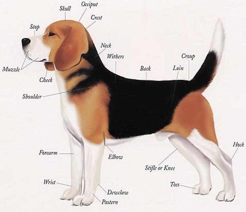 Concept-concept relations Knowledge that dogs are a kind of animal, that dogs have tails and can bark, or that