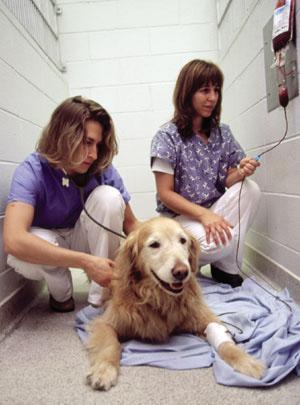laboratory examination under the supervision of veterinary or laboratory animal technologists or technicians, veterinarians, or scientists.