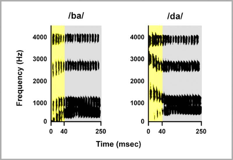 10 s of milliseconds can determine which syllable we hear Many speech sounds (phonemes) differ only by brief spectral and/or temporal changes, specifically within 10