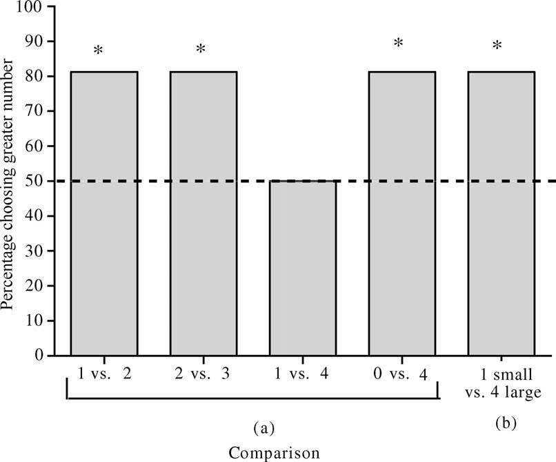 308 L. Feigenson, S. Carey / Cognition 97 (2005) 295 313 Fig. 4. Percent of infants choosing the greater number of crackers in Experiment 2 (1 vs. 2 and 2 vs.