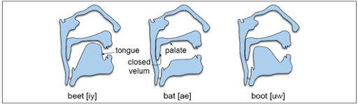 Vowels as concatenated tubes The vocal tract can be modelled as the