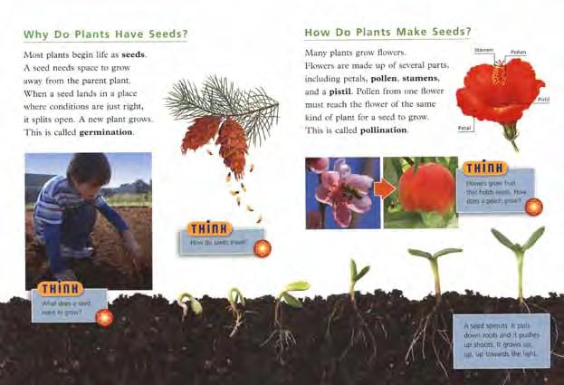 Ask Students: What are some of the ways seeds are spread? Assessment: Are students able to draw a labelled diagram of the steps required to plant a seed?
