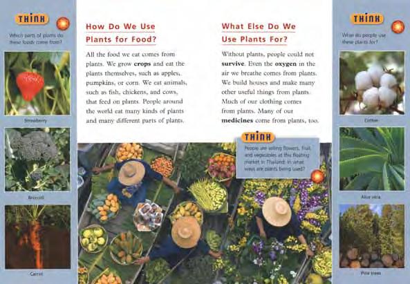Focus: Students explore how we use plants for food and other important uses. Activity Description: A new screen called Time to Grow appears. The text answers the Think question.