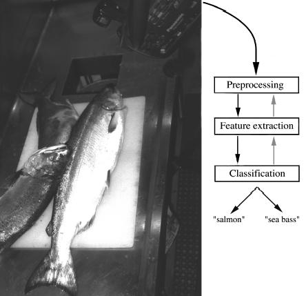 Preprocessing Segment fish from Background Feature Extraction Image data from each fish Summarized by feature extractor whose purpose is to reduce the data by measuring certain