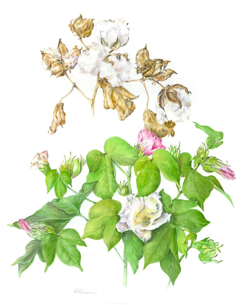 Cotton (Gossypium hirsutum), 2012, by Linda