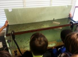 In science class, we have 100 trout in a 55 gallon fish tank.
